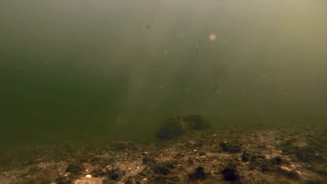 Запуск в пруд Сазана вместо Карпа. Зарыбление пруда мальками Сазана. Разведение рыбы смотреть онлайн