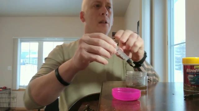 Feeding My New Drosera Capensis Sundew Liquid Bloodworms!