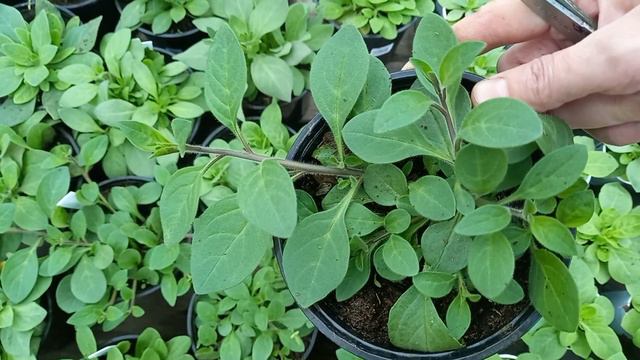 ФОРМИРУЕМ ПЕТУНИЮ.