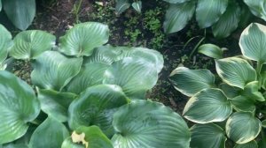 30 июля 2023 г. Сад хост в Бийске. Хосты гиганты. #хосты#хоста#сад#садоводство