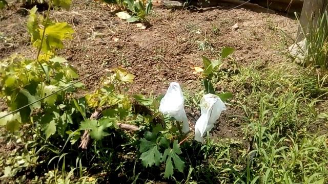 Результаты прививки винограда черным в зеленое mp4 смотреть онлайн