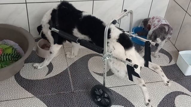 Deco ficou com Displasia Coxo Femural assim atualmente numa cadeirinha de duas rodas. смотреть онлайн