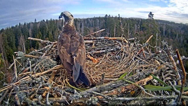 Скопа Иво и Ирис. Рыбка для Ирис (Эстония) - Osprey Ivo and Iris. Fish for Iris (Estonia) смотреть онлайн