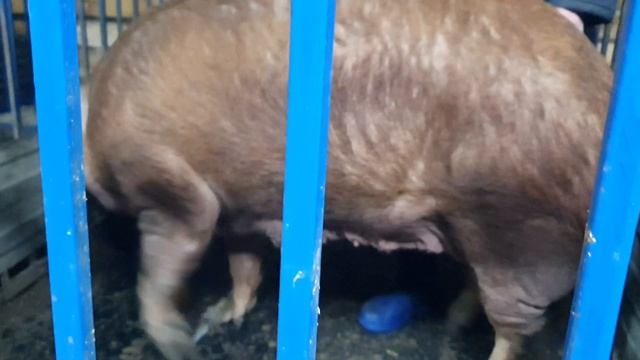 Как определить охоту у свинки//Признаки охоты у свиноматки//Свиноматка в охоте смотреть онлайн