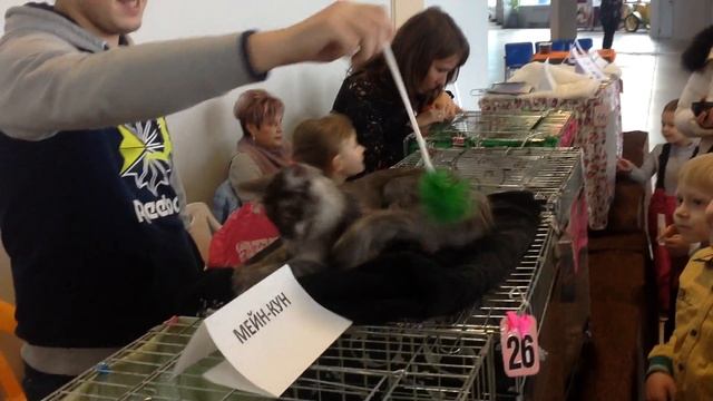 Мейн Кун смотреть онлайн