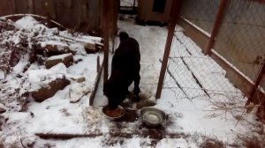 Собака на цепи рычит, когда кормлю