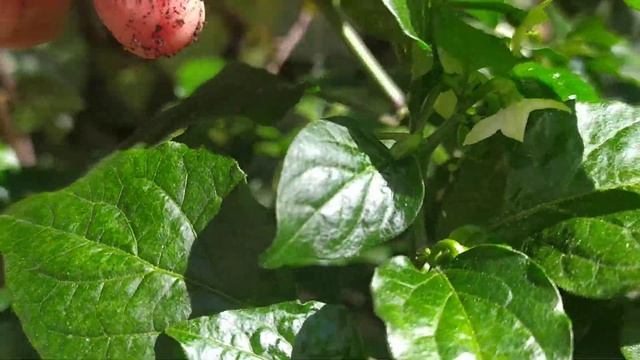 Острый перец из Танзании. 5 месяцев. Искусственное освещение. 29 марта 2022 смотреть онлайн