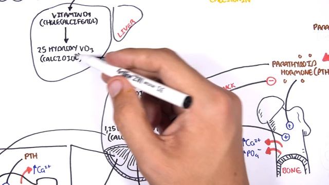 Endocrinology - Calcium and Phosphate Regulation смотреть онлайн
