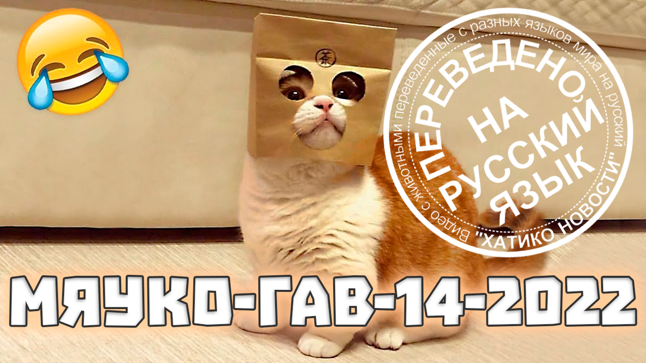 Котомяу #14 | Переведено на русский | Хатико Новости