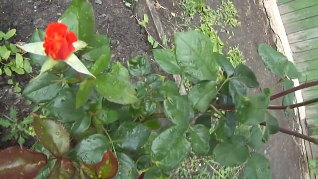 Распускающиеся розы в саду смотреть онлайн