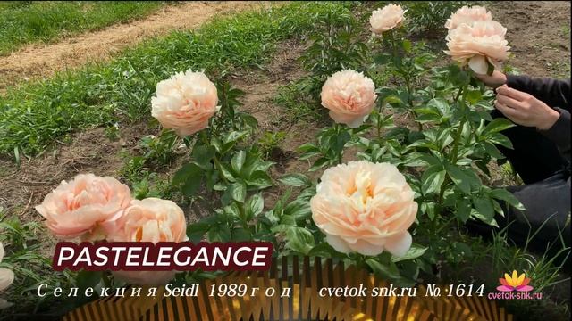 Кремово-персиковый пион Pastelegance / Сад Ворошиловой смотреть онлайн