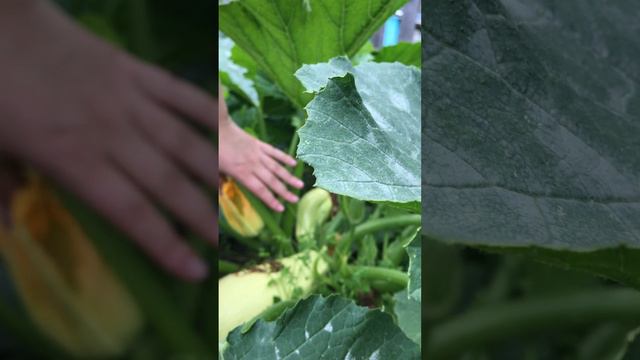 Урожай с огорода