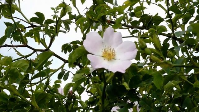 Auf der Heide blüh´n die letzten Rosen смотреть онлайн