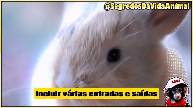 Descubra 18 Fascinantes Fatos sobre Coelhos смотреть онлайн