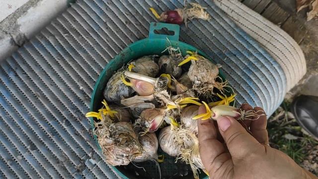 ЧЕСНОК.УНИКАЛЬНЫЙ СИБИРСКИЙ МЕТОД ПОСАДКИ. Выкапываем наш чеснок и смотрим результат. смотреть онлайн