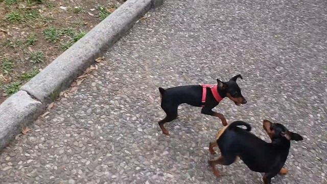 Pincher Chiko met a friend (Пинчер Чико встретил подругу)