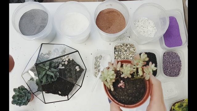 Флорариум из суккулентов за 30 минут. Секрет идеального грунта! смотреть онлайн