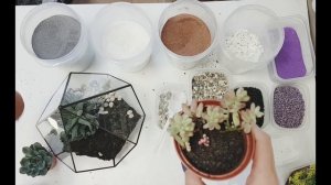 Флорариум из суккулентов за 30 минут. Секрет идеального грунта!