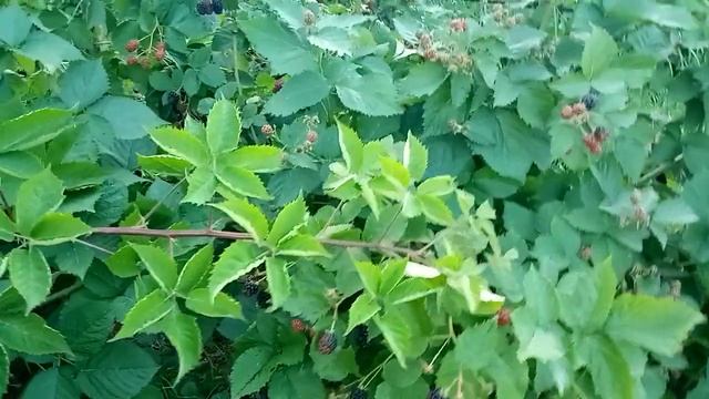 ежевика обрезка листьев смотреть онлайн