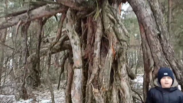 Почему листья желтеют и сохнут