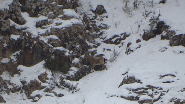 Шикор ва тамошои Бузхои КухиОхотаи наблюдение за горными козлами Hunting and watching Mountain Goat смотреть онлайн
