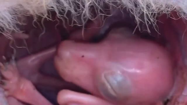 Кенгурёнок в сумке у мамы смотреть онлайн
