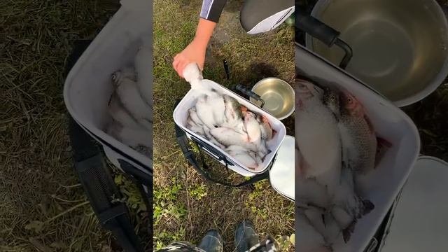 Засолка рыбы . #sorts #nature #fishing