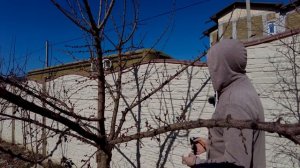 Обрезка абрикоса весной на урожай, формирование кроны абрикоса с отгибанием ветвей