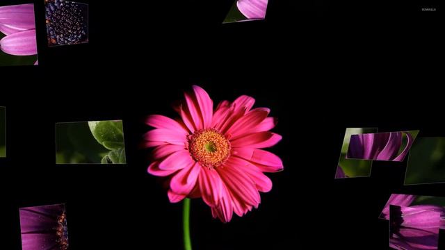 Gerbera Flowers (HD1080p)