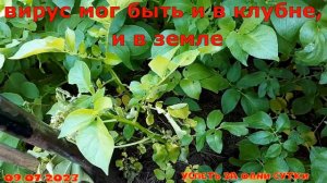 09.07.2023 Вирусное заболевание картофеля- скручивание листьев куста