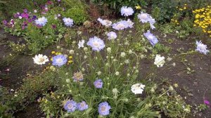 Скабиоза в саду.