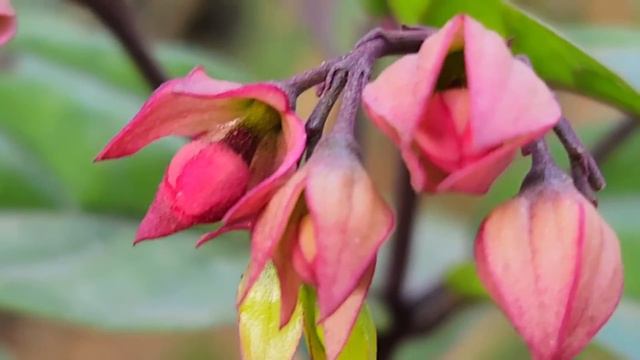 Surah Yaseen | Yasin | Episode 113| Daily Quran Tilawat Surah Yasin Surah Al Mulk Complete Tilawat смотреть онлайн