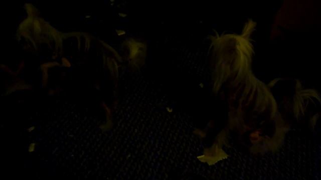 FZ35 & FZ100 Low Light Tests 2