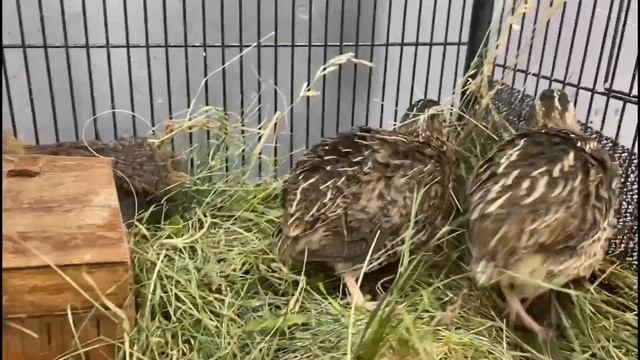 Перепел - Coturnix coturnix смотреть онлайн