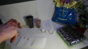 Адениумы Барашки Dorset Horn. Посев Семян