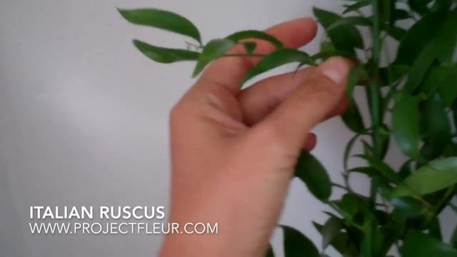 Italian Ruscus смотреть онлайн