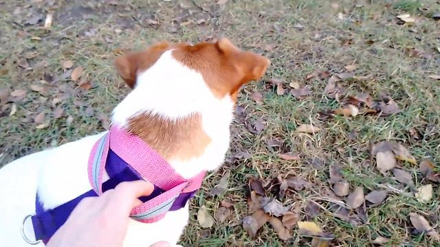 Наш первый дог влог🐶 смотреть онлайн
