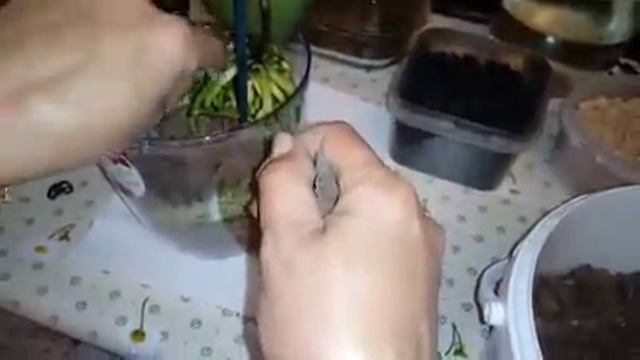 Посадка Орхидеи | ЗАКРЫТАЯ СИСТЕМА