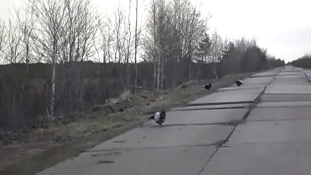 Глухари на дорогах))).MP4