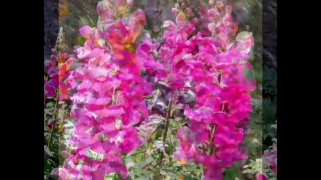 Антирринум большой или львиный зев - Antirrhinum majalis смотреть онлайн
