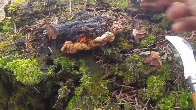 Niszczyca anyżkowa (Gloeophyllum odoratum) 02.05.2017 Lipnica смотреть онлайн