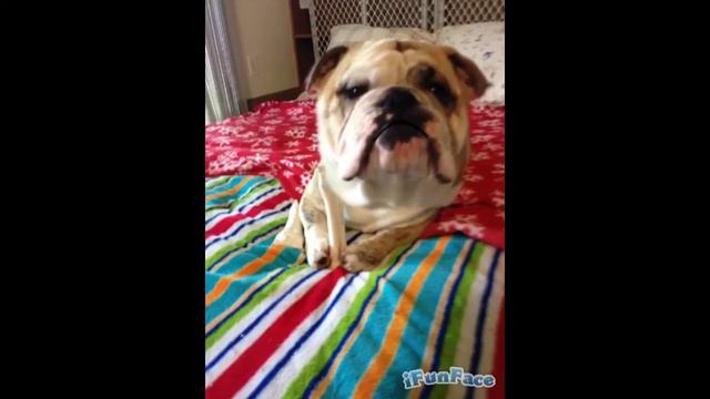 Opie Libe a Wunch Nouncements смотреть онлайн