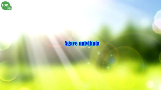 15 Agaves ornamentales mas hermosos смотреть онлайн