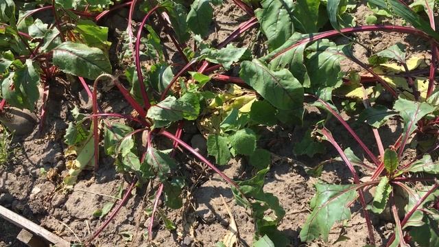 Польза Свеклы. Природное лекарство от рака смотреть онлайн