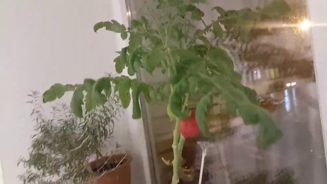 ВЛОГ | ОСЕННИЕ ЛИСТЬЯ ?ЦВЕТЫ | У МАМЫ | ПОКУПКИ смотреть онлайн