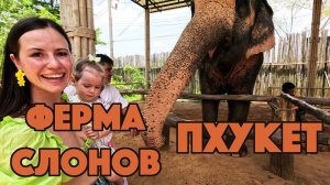 Слоновья ферма на Пхукете. Закаты на пляже Карон в несезон.