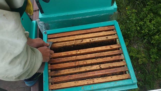 Работа на пасеке в мае. Мёда нет. Проверка на роение. смотреть онлайн