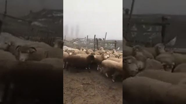 Мериносы МРС. смотреть онлайн