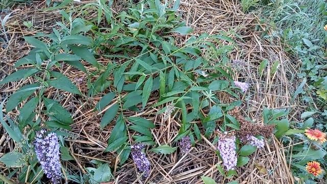 Будлея Давида или Летняя сирень. смотреть онлайн