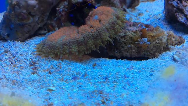 Рак отшельник пристает к актинии. смотреть онлайн